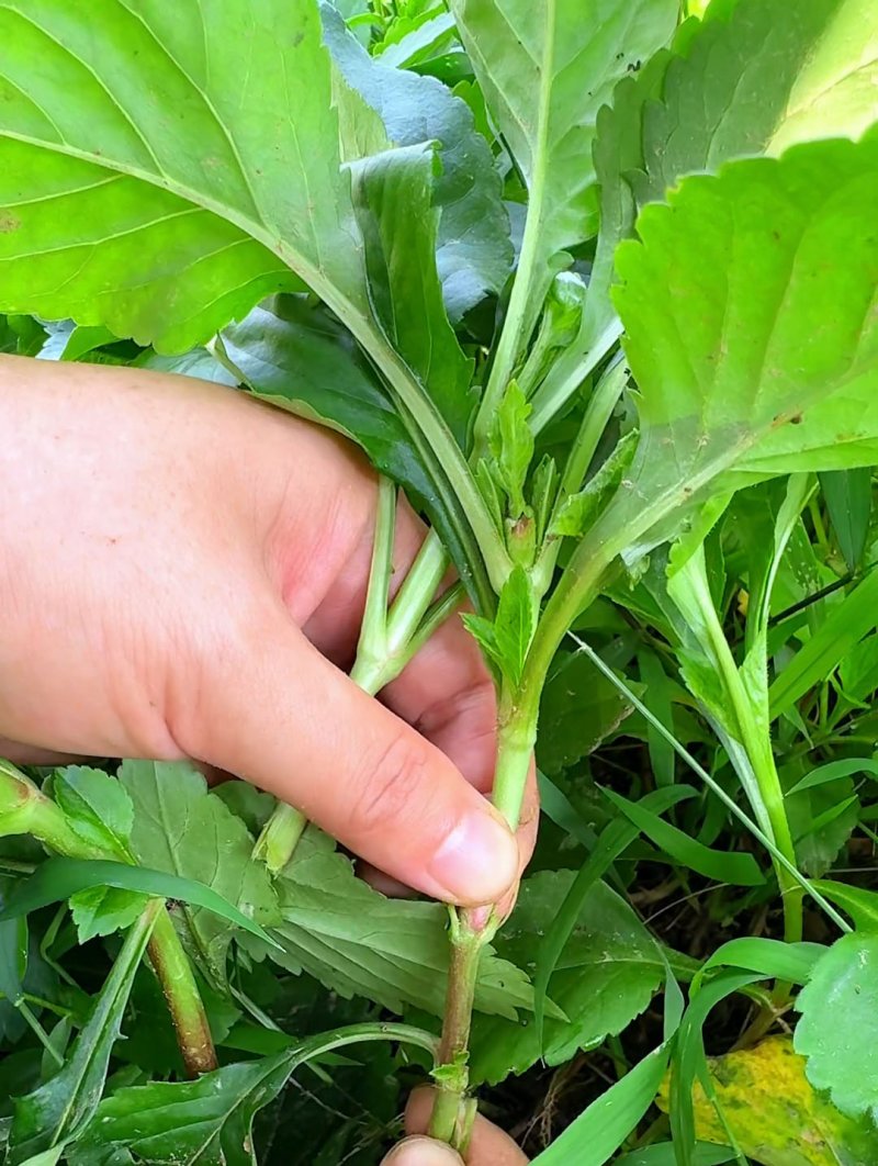 敗醬草種子綠草堤種業(yè) 敗醬草種子綠草堤種業(yè)