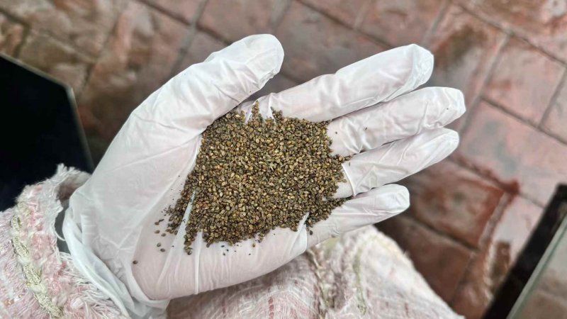 稗子草種子 稗子草種子