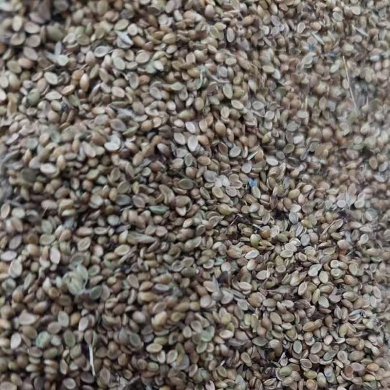 稗子草種子 稗子草種子