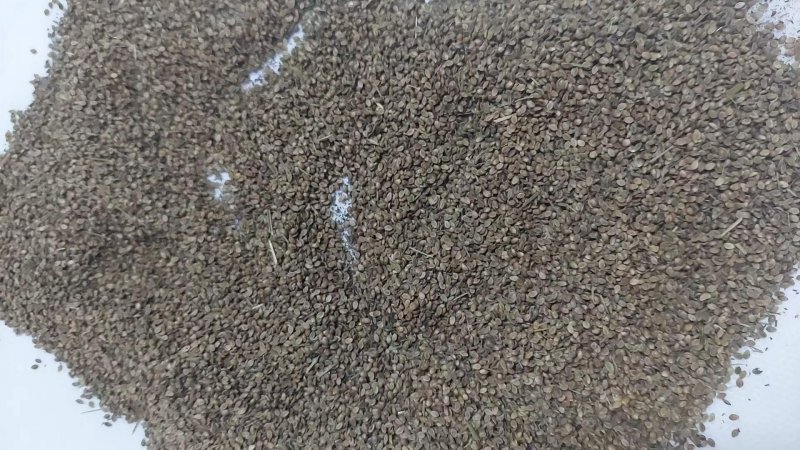 稗子草種子 稗子草種子