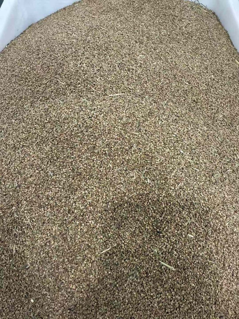 稗子草種子 稗子草種子