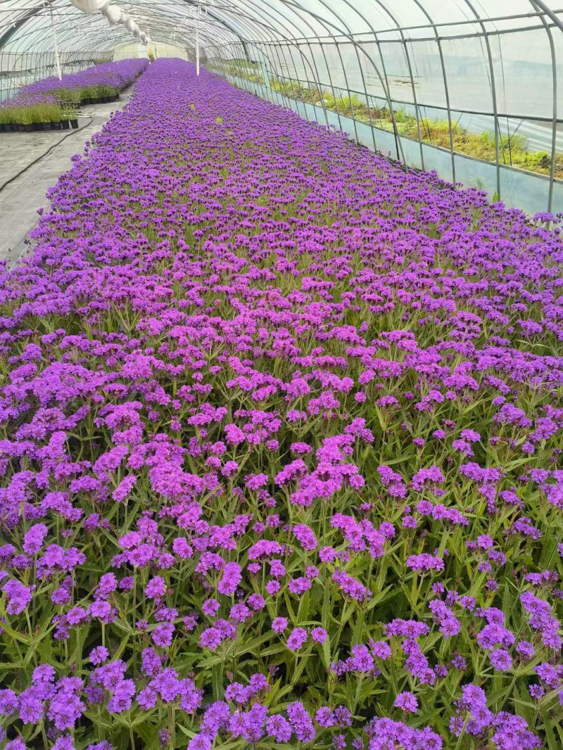 馬鞭草盆栽苗開花容器苗 馬鞭草盆栽苗開花容器苗