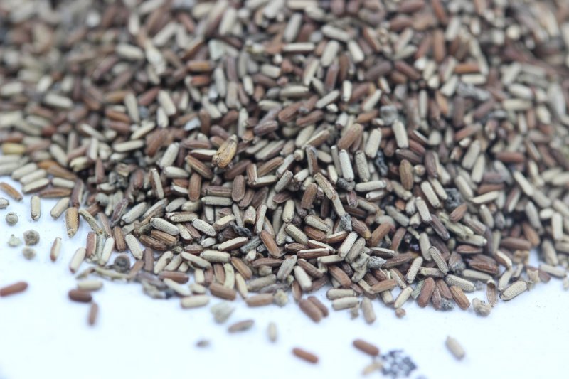 馬鞭草種子 馬鞭草種子