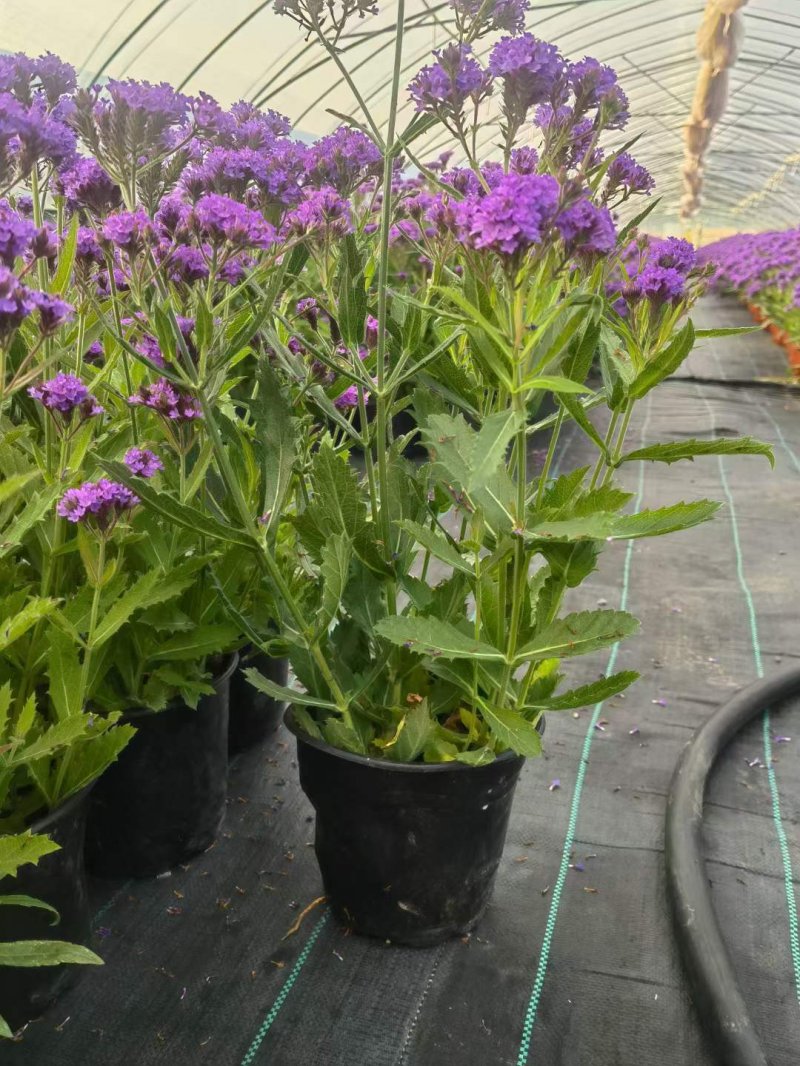 馬鞭草盆栽苗開花容器苗 馬鞭草盆栽苗開花容器苗