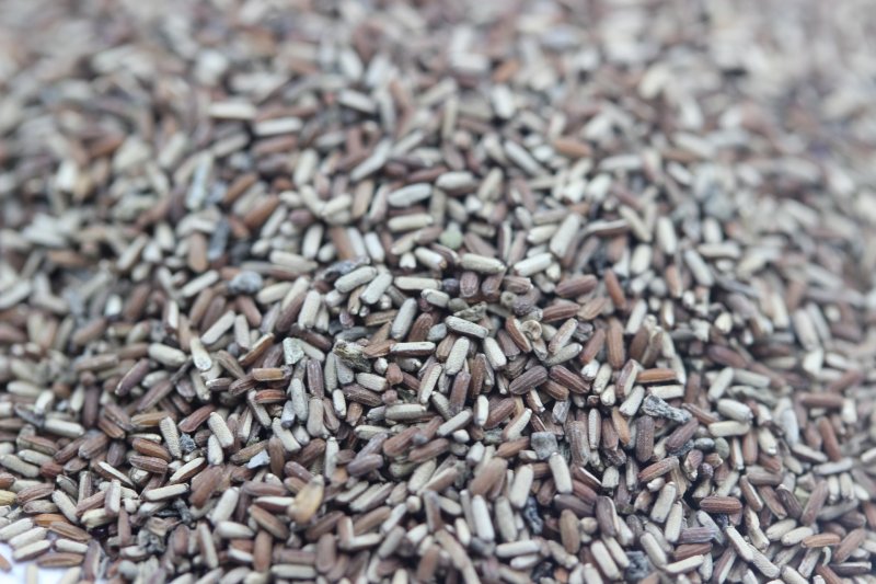 馬鞭草種子 馬鞭草種子