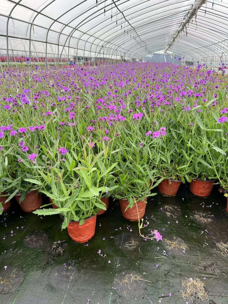 馬鞭草盆栽苗開花容器苗 馬鞭草盆栽苗開花容器苗