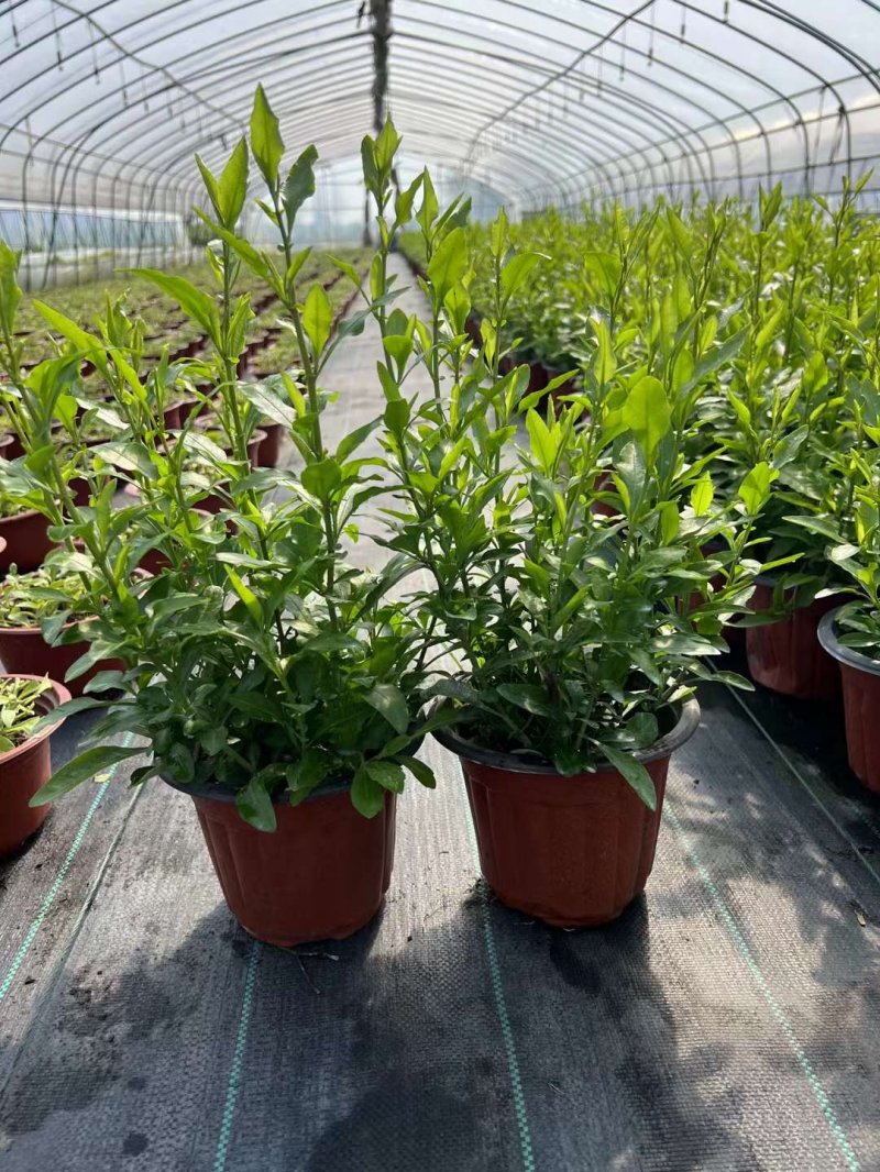 馬鞭草盆栽苗開花容器苗 馬鞭草盆栽苗開花容器苗