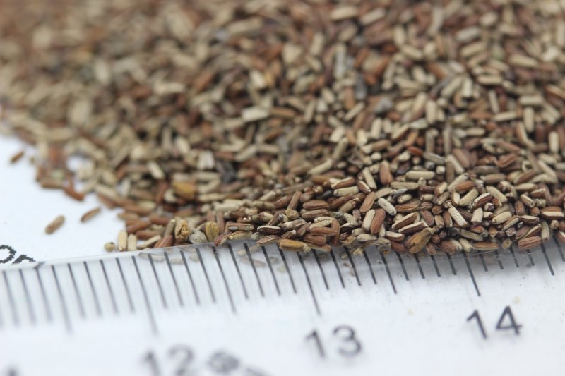 馬鞭草種子 馬鞭草種子