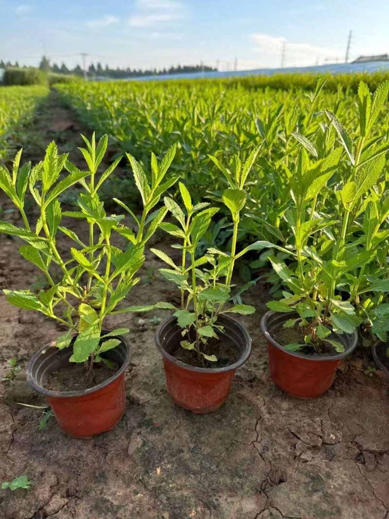 馬鞭草盆栽苗開花容器苗 馬鞭草盆栽苗開花容器苗