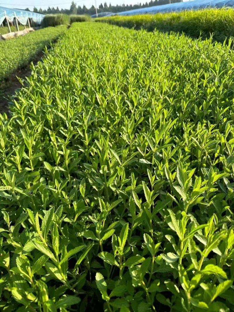 馬鞭草盆栽苗開花容器苗 馬鞭草盆栽苗開花容器苗