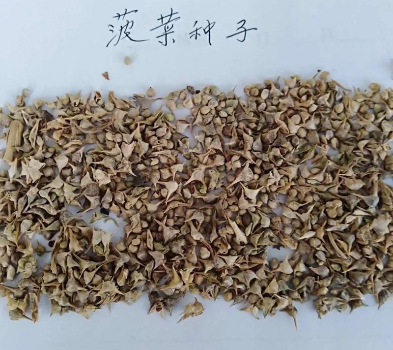 菠菜種子 菠菜種子