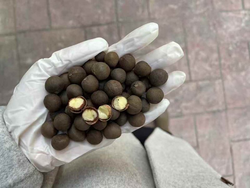 茶葉樹種子 茶葉樹種子