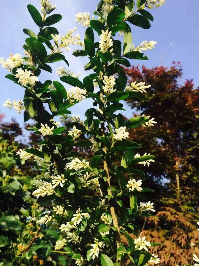 茶葉樹開花花朵 茶葉樹開花花朵