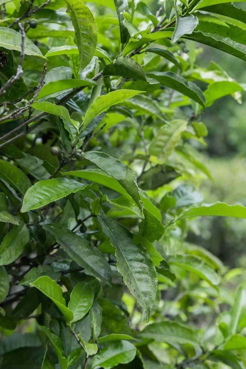 茶葉樹苗 茶葉樹苗