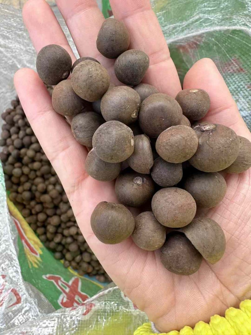 茶葉樹種子 茶葉樹種子