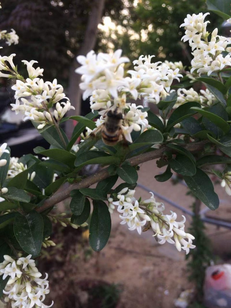 茶葉樹開花花朵 茶葉樹開花花朵