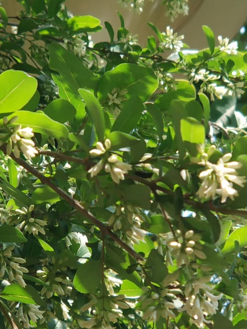 茶葉樹開花花朵 茶葉樹開花花朵