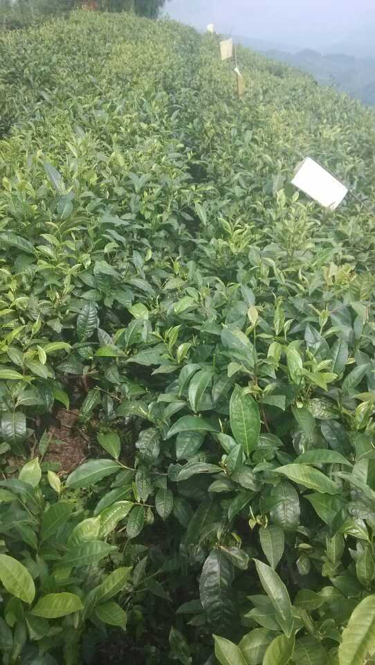 茶葉樹苗 茶葉樹苗