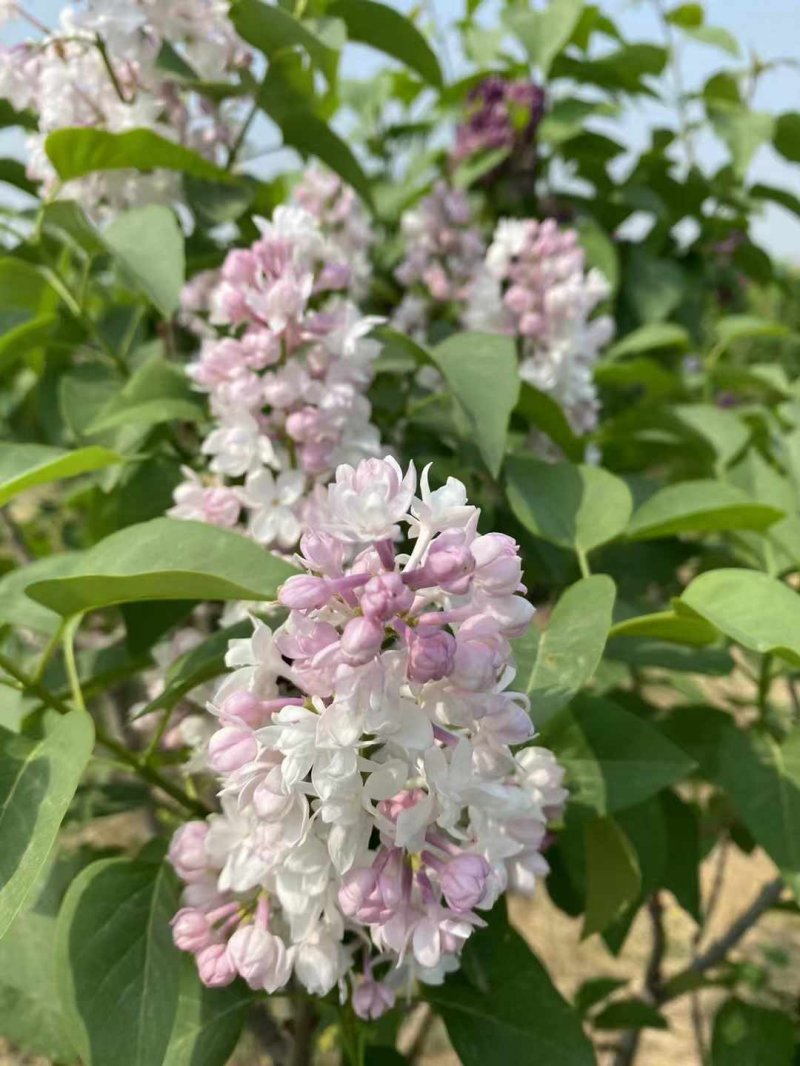 丁香樹(shù)開(kāi)花花朵