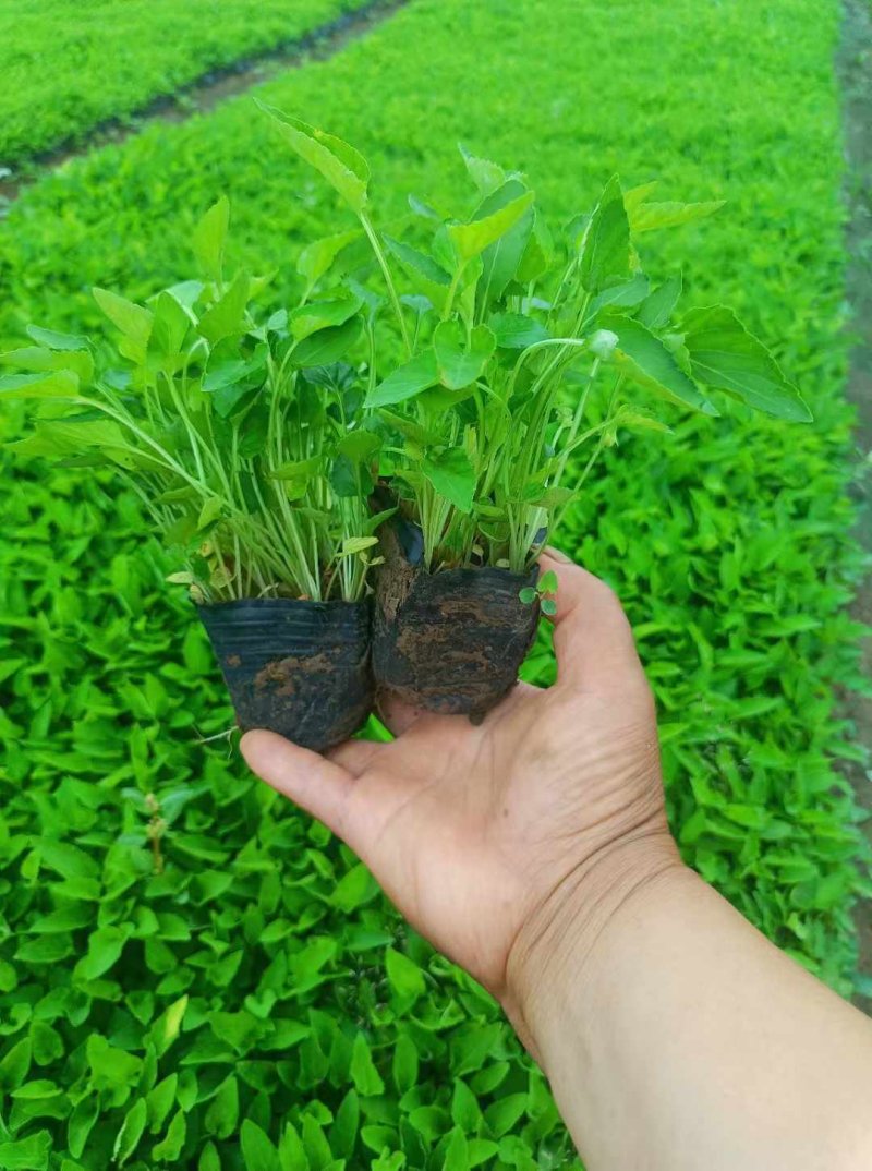 紫花地丁杯苗容器苗盆苗 紫花地丁杯苗容器苗盆苗