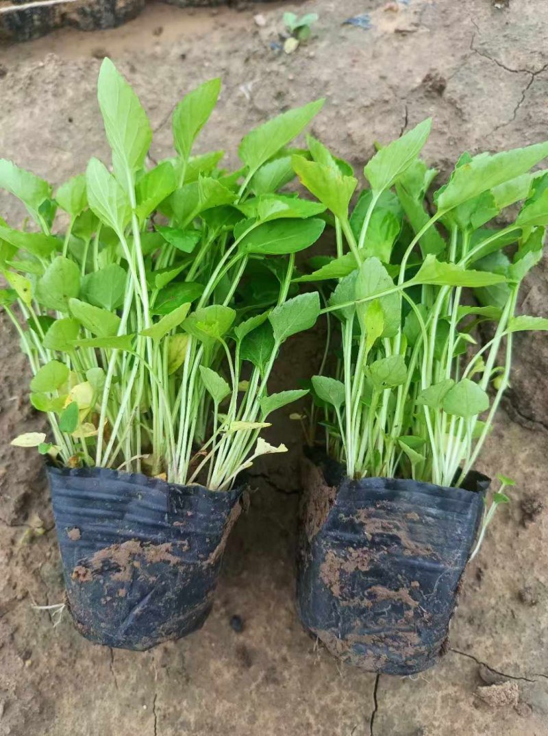 紫花地丁杯苗容器苗盆苗 紫花地丁杯苗容器苗盆苗