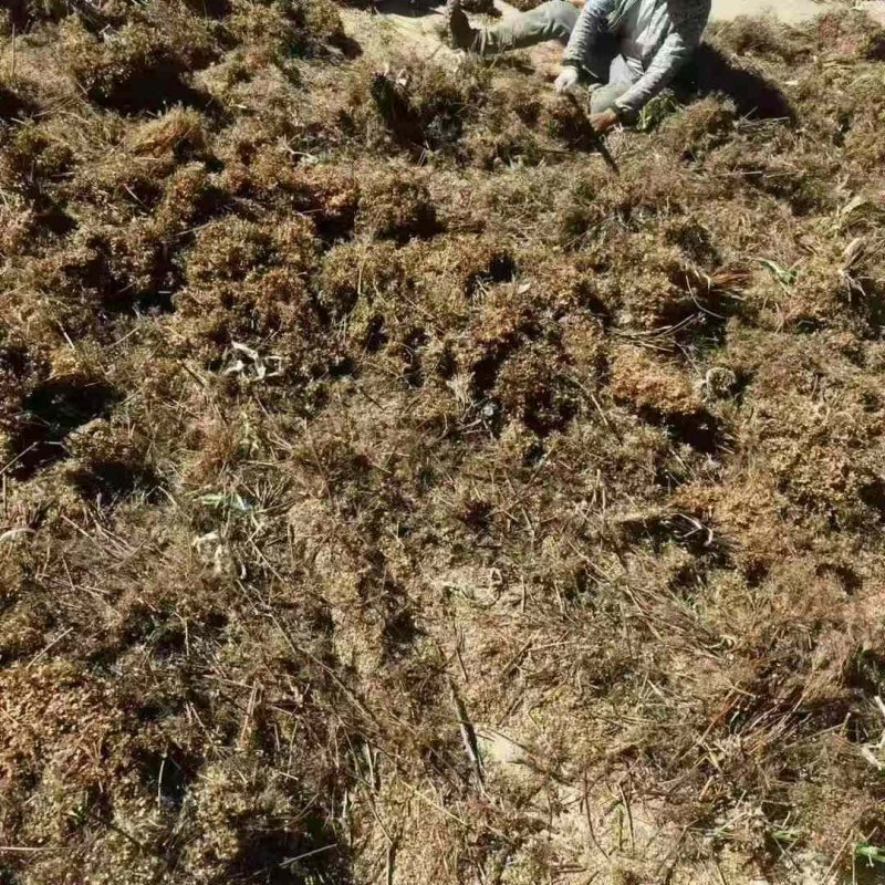 當(dāng)歸種子捶打篩選現(xiàn)場(chǎng) 當(dāng)歸種子捶打篩選現(xiàn)場(chǎng)