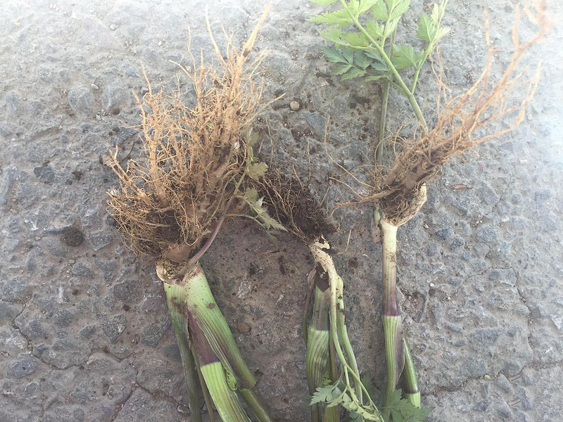 當(dāng)歸植株根部和基部 當(dāng)歸植株根部和基部