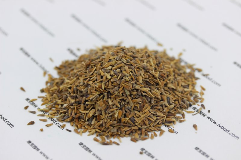 翠菊種子 翠菊種子