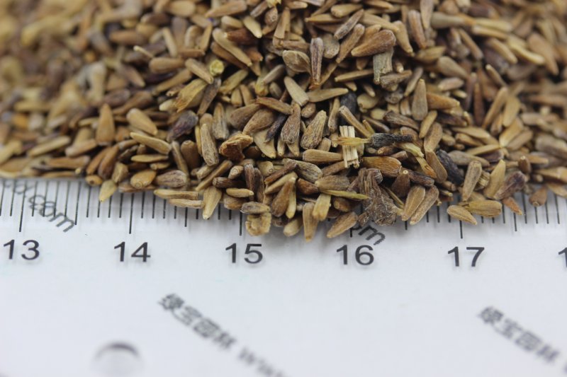 翠菊種子 翠菊種子