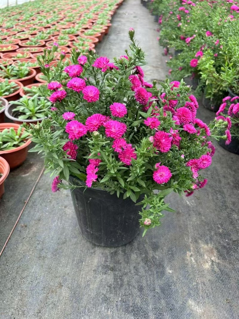 翠菊盆栽袋苗 翠菊盆栽袋苗