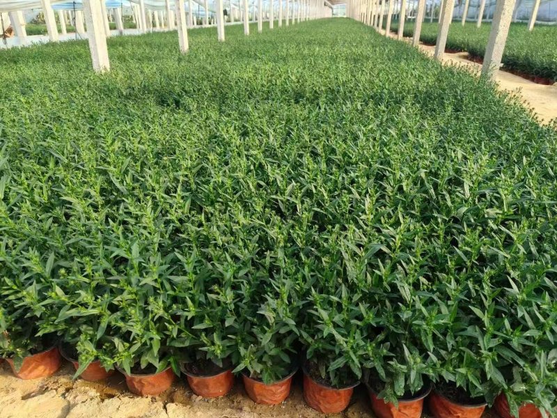 翠菊盆栽袋苗花苗 翠菊盆栽袋苗花苗