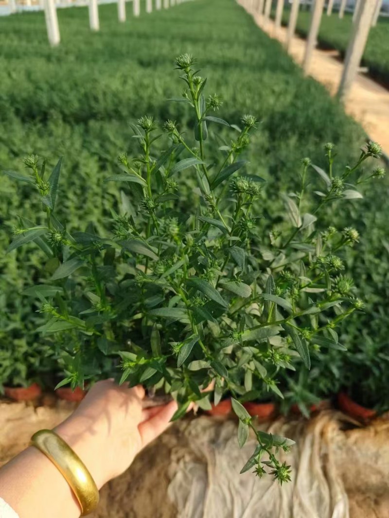 翠菊盆栽袋苗花苗 翠菊盆栽袋苗花苗