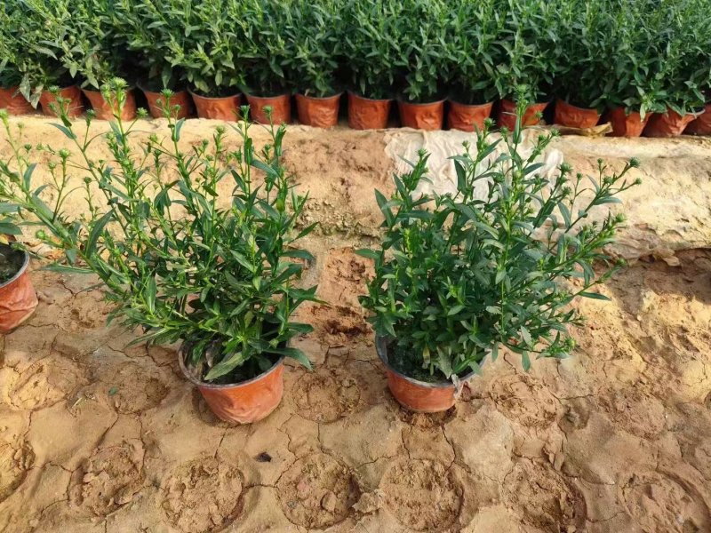 翠菊盆栽袋苗花苗 翠菊盆栽袋苗花苗