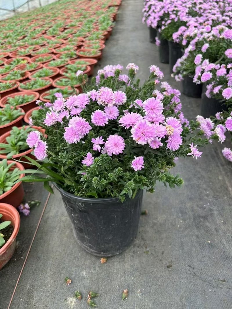 翠菊盆栽袋苗 翠菊盆栽袋苗