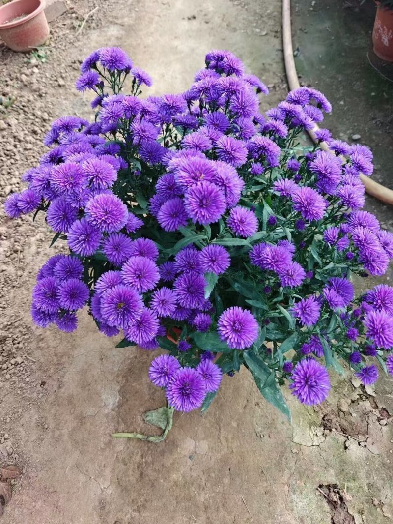 翠菊盆栽袋苗 翠菊盆栽袋苗