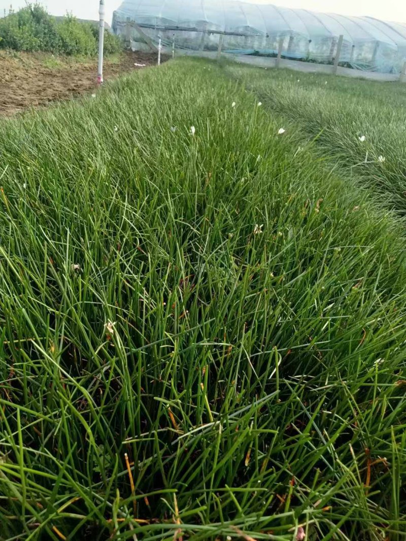 蔥蘭杯苗盆栽容器苗 蔥蘭杯苗盆栽容器苗