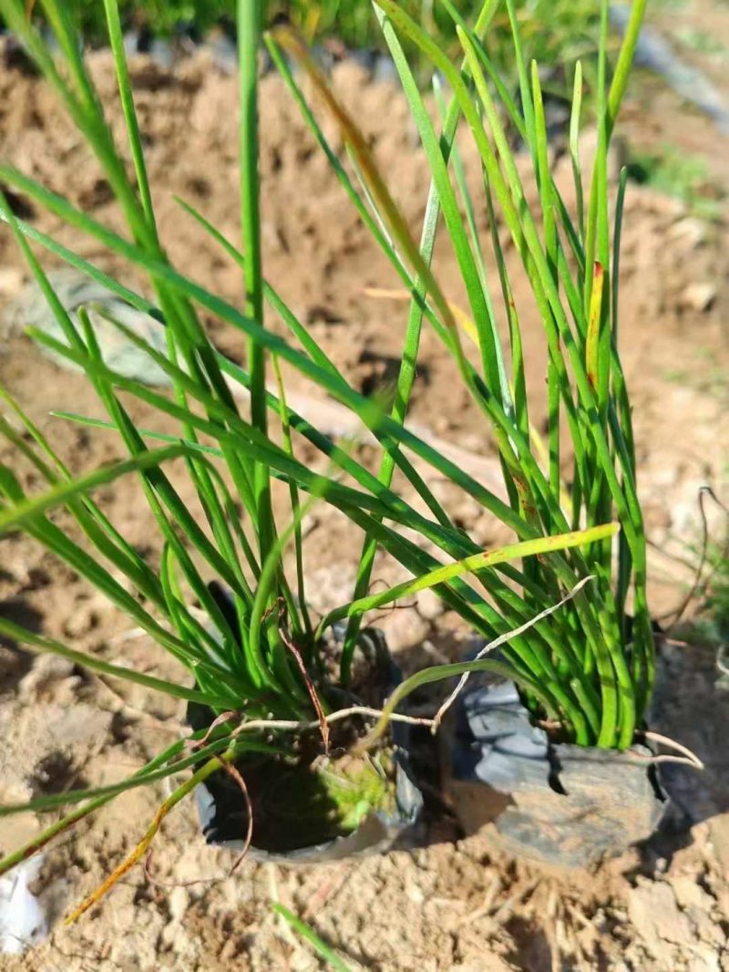 蔥蘭杯苗盆栽容器苗 蔥蘭杯苗盆栽容器苗