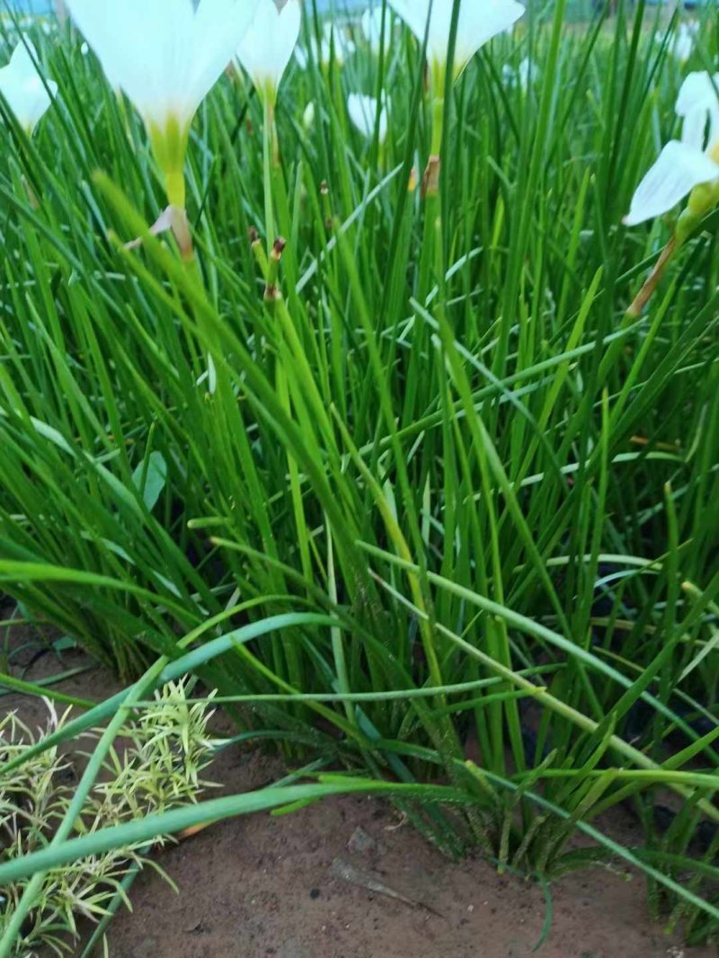 蔥蘭杯苗盆栽容器苗 蔥蘭杯苗盆栽容器苗