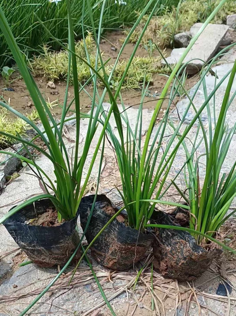 蔥蘭杯苗盆栽容器苗 蔥蘭杯苗盆栽容器苗
