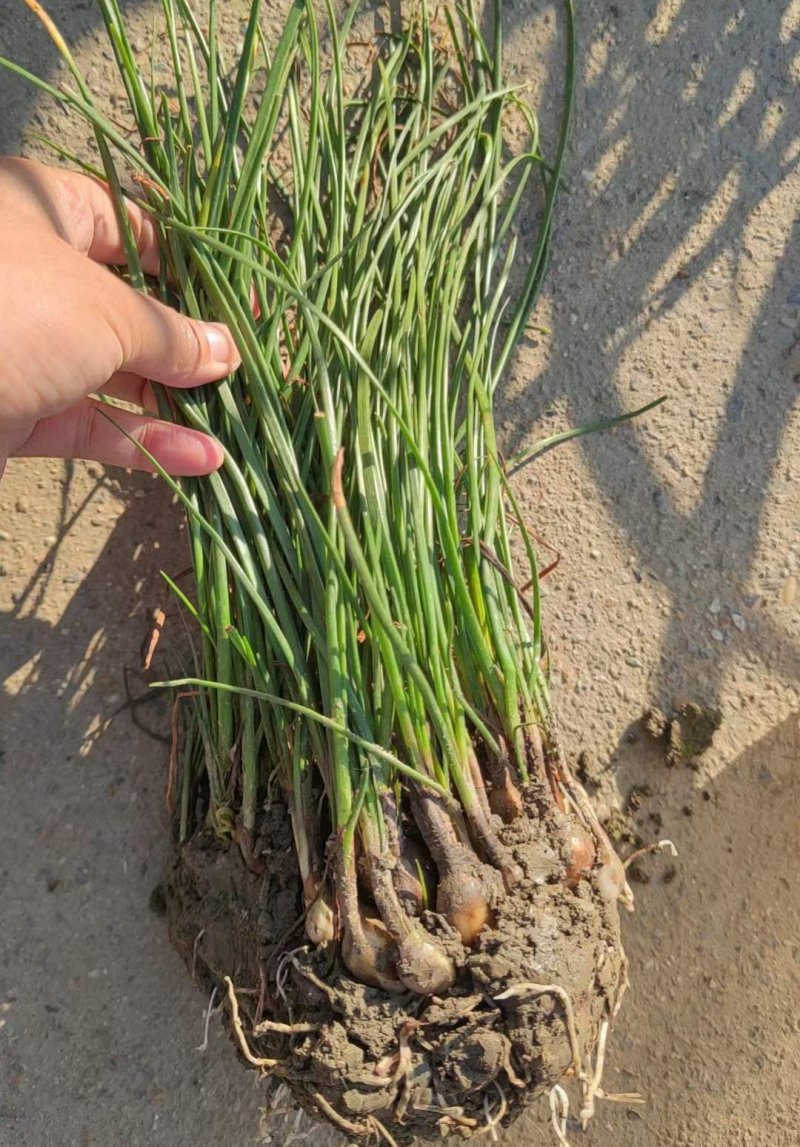 蔥蘭地苗裸根苗 蔥蘭地苗裸根苗