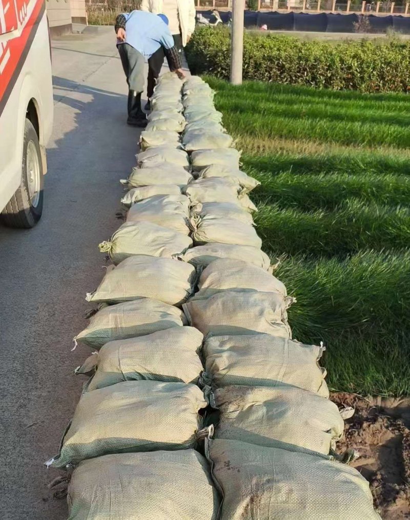 蔥蘭地苗裸根苗 蔥蘭地苗裸根苗