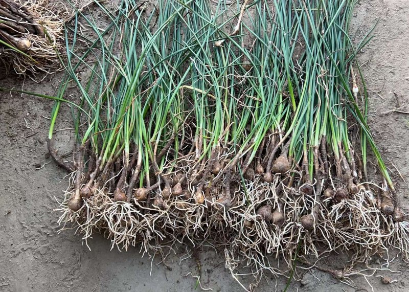 蔥蘭地苗裸根苗 蔥蘭地苗裸根苗