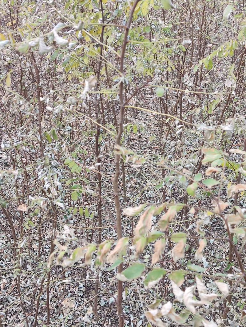 刺槐小苗刺槐苗