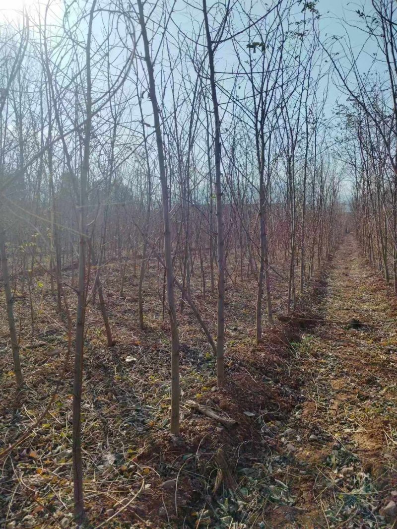 刺槐小苗刺槐苗