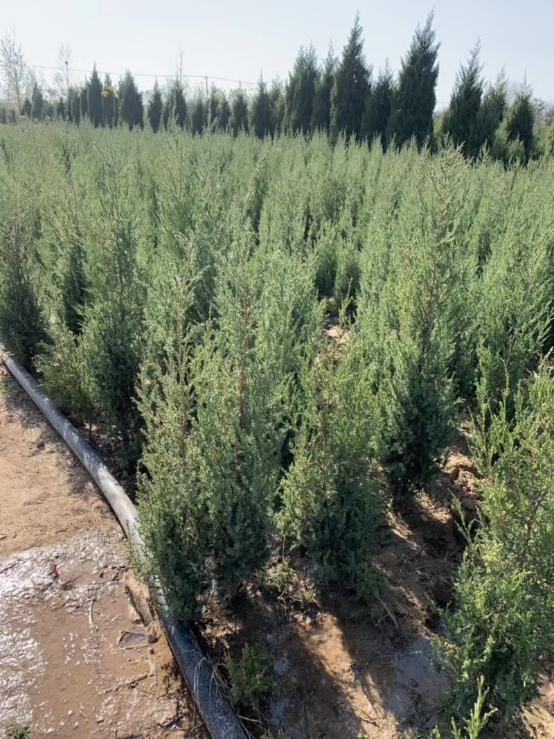 刺柏苗木植物 刺柏苗木植物