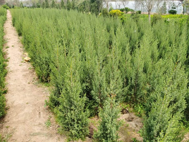 刺柏苗木植物 刺柏苗木植物