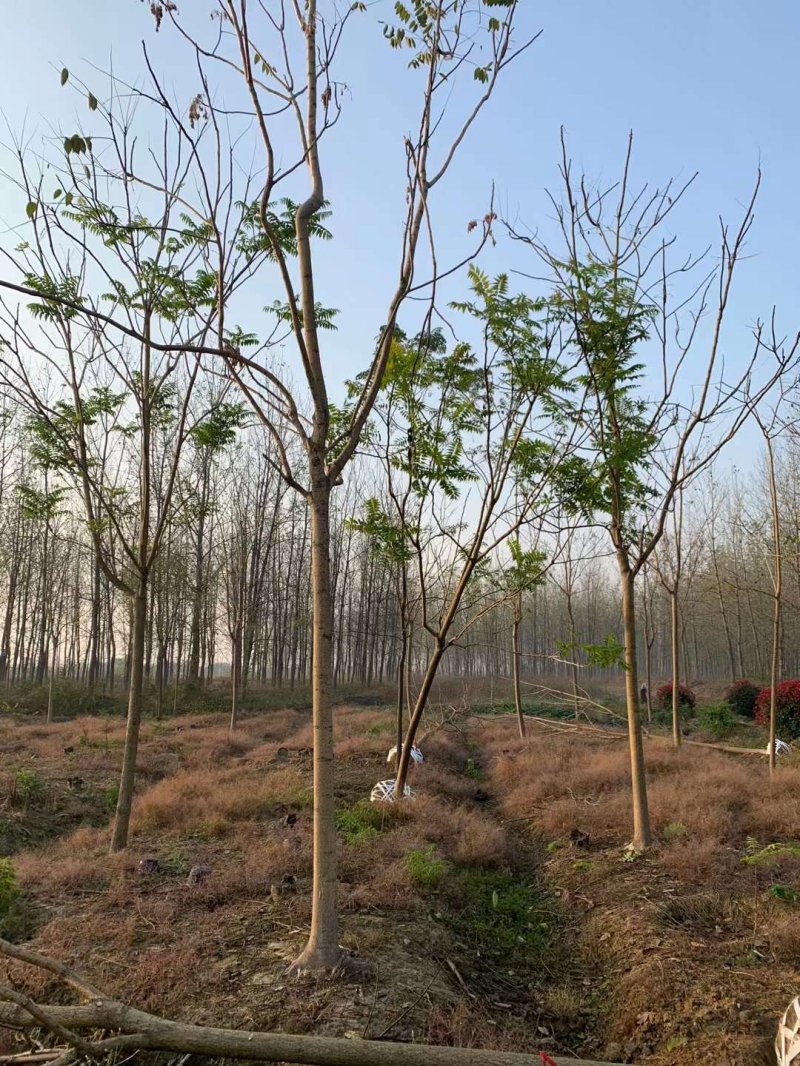 臭椿樹(shù)苗木