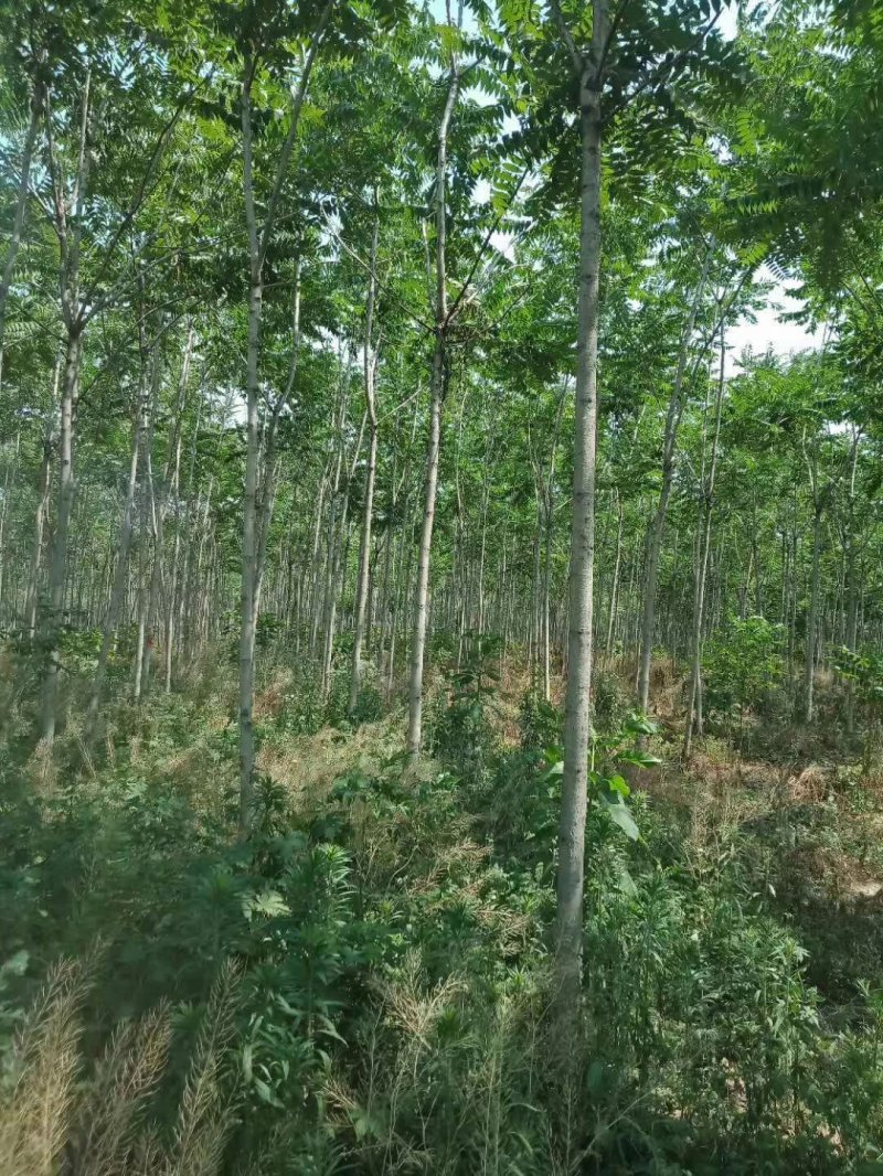 臭椿樹(shù)苗木