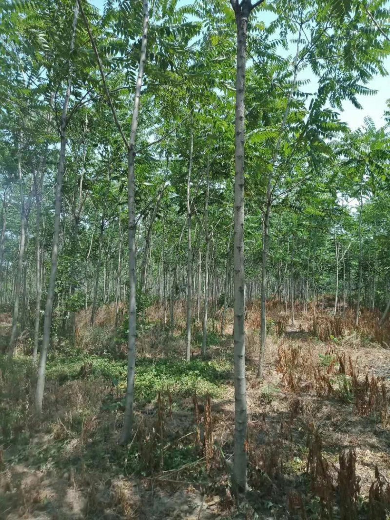 臭椿樹(shù)苗木