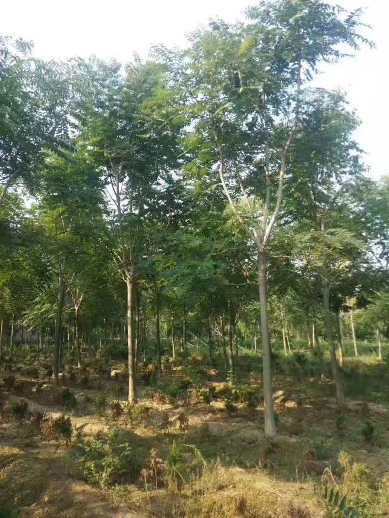 臭椿樹(shù)苗木